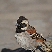"Cape Sparrow" Oudtshoorn, South Africa